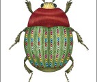 Nr 46 Julgran, mässingstumpbagge